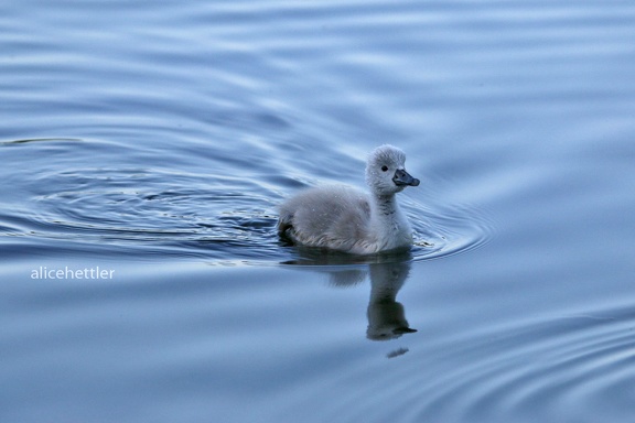 Höckerschwan (Cygnus olor)